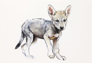 Hesitating Arabian Wolf Pup (2009)