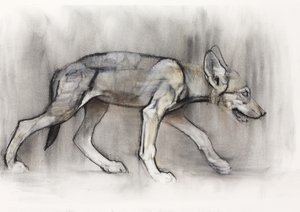 Lean Pup (Arabian Wolf), 2009 by Mark Adlington