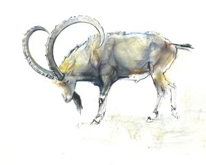 Nubian Ibex by Mark Adlington