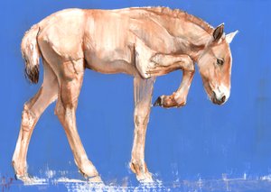 Przewalski Foal