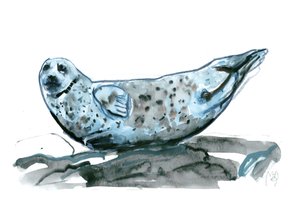 Rocky (Seal)
