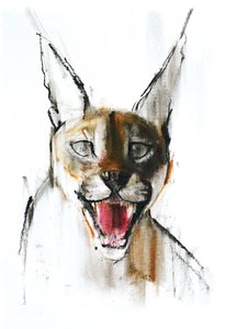 Snarl (Arabian Caracal) by Mark Adlington