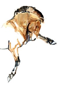 Stallion (Przewalski)