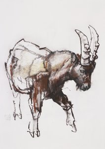 Young Ibex, Gran Paradiso, 2005 by Mark Adlington