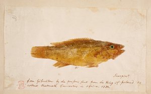 A Fish