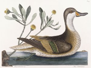 Chrysanthemum &c by Mark Catesby