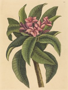 Red Frangipanni Plumeria rubra