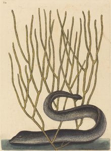 The Black Muray (Muraenae helenae varietas) by Mark Catesby