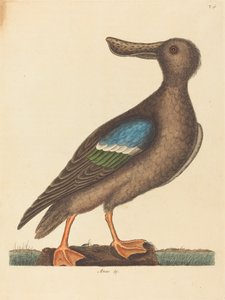 The Blue Winged Shoveler Anas clypeata foemina, published 1754 by Mark Catesby