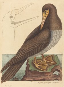 The Booby Pelecanus Sula, published 1731-1743