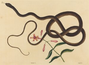 The Coach-Whip Snake by Mark Catesby