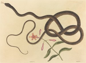The Coach-whip Snake Coluber flagellum by Mark Catesby