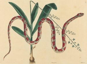 The Corn Snake Coluber fulvius