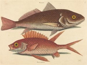 The Croker Perca undulata by Mark Catesby