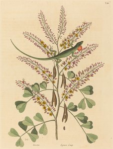 The Green Lizard of Jamaica Lacerta bullaris, published 1731-1743