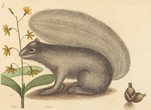 The Grey Fox Squirrel Sciurus Cinereus by Mark Catesby
