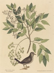 The Ground Dove (Columba passerina) by Mark Catesby