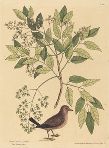 The Ground Dove (Columba passerina) by Mark Catesby