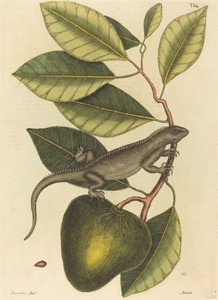 The Guana (Lacerta Iguana)