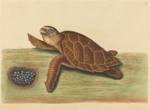The Hawksbill Turtle by Mark Catesby