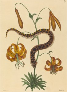The Hog-nose Snake