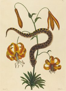 The Hog-nose Snake