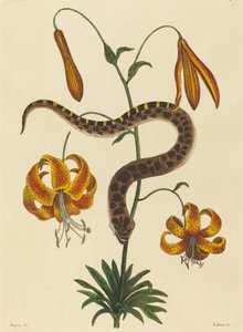 The Hog-nose Snake