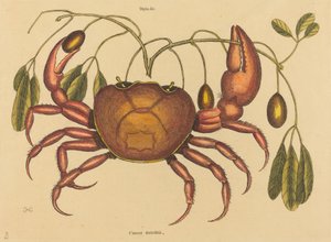 The Land-Crab, Published 1731-1743 by Mark Catesby