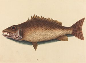 The Mangrove Snapper Labrus griseus, published 1754 by Mark Catesby