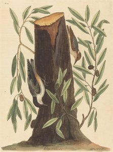 The Nuthatch Sitta Europaea by Mark Catesby