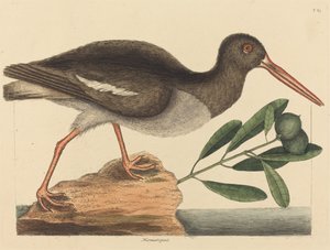 The Oyster-catcher Hoematopus ostralegus