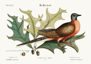 The Pigeon of Passage by Mark Catesby