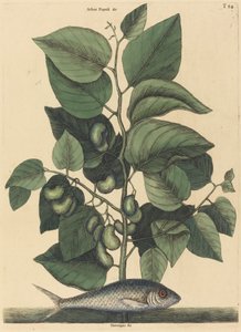 The Pilchard Argentina carolina, published 1731-1743 by Mark Catesby