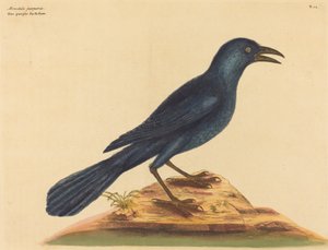 The Purple Jack Daw by Mark Catesby