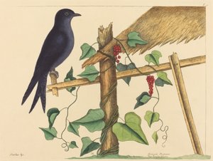 The Purple Martin (Hirundo purpurea) by Mark Catesby