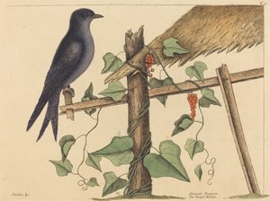 The Purple Martin (Hirundo purpurea) by Mark Catesby