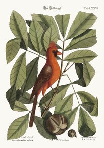 The Red Bird by Mark Catesby