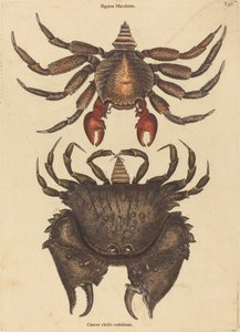 The Red Mottled Rock-crab by Mark Catesby