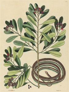 The Ribbon Snake by Mark Catesby