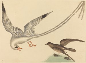 The Rice-bird by Mark Catesby