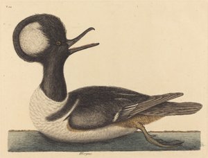The Round Crested Duck by Mark Catesby