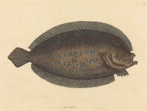 The Sole by Mark Catesby
