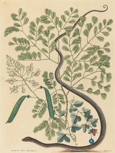 The Spotted Ribbon Snake