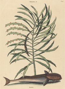 The Sucking Fish by Mark Catesby