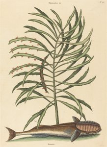 The Sucking Fish Echeneis naucratis, published 1731-1743 by Mark Catesby