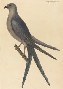 The Swallow Tail Hawk Falco furcatus, published 1754 by Mark Catesby