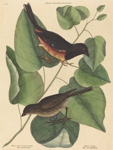 The Towhe Bird