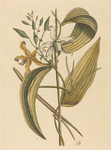 The Vanelloe