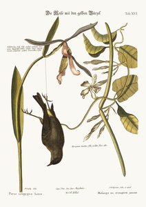 The Yellow-Rump, 1749-73