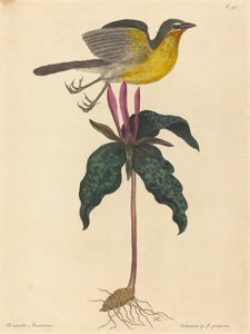 The Yellow-breasted Chat, published 1754